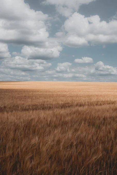 wheat